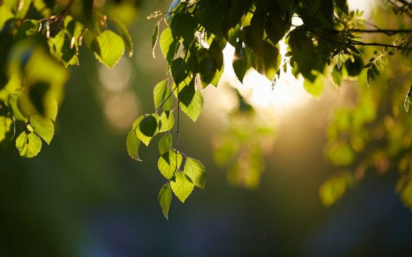 Folhas podem entupir ralos externos? Veja como prevenir