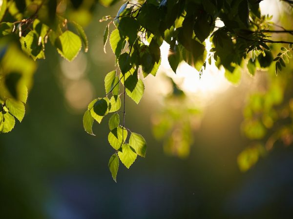 Folhas podem entupir ralos externos? Veja como prevenir